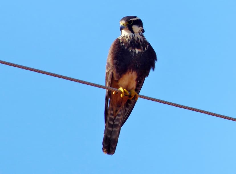 Falco femoralis