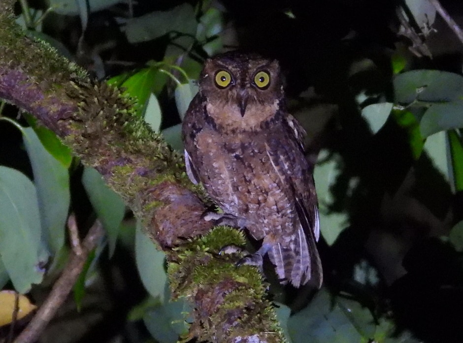 Seychelles scops owl
