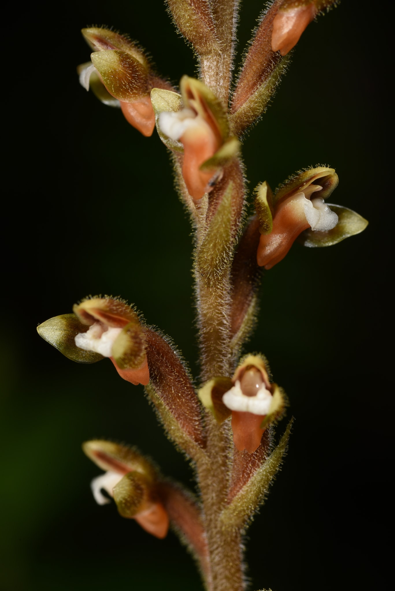 Erythrodes