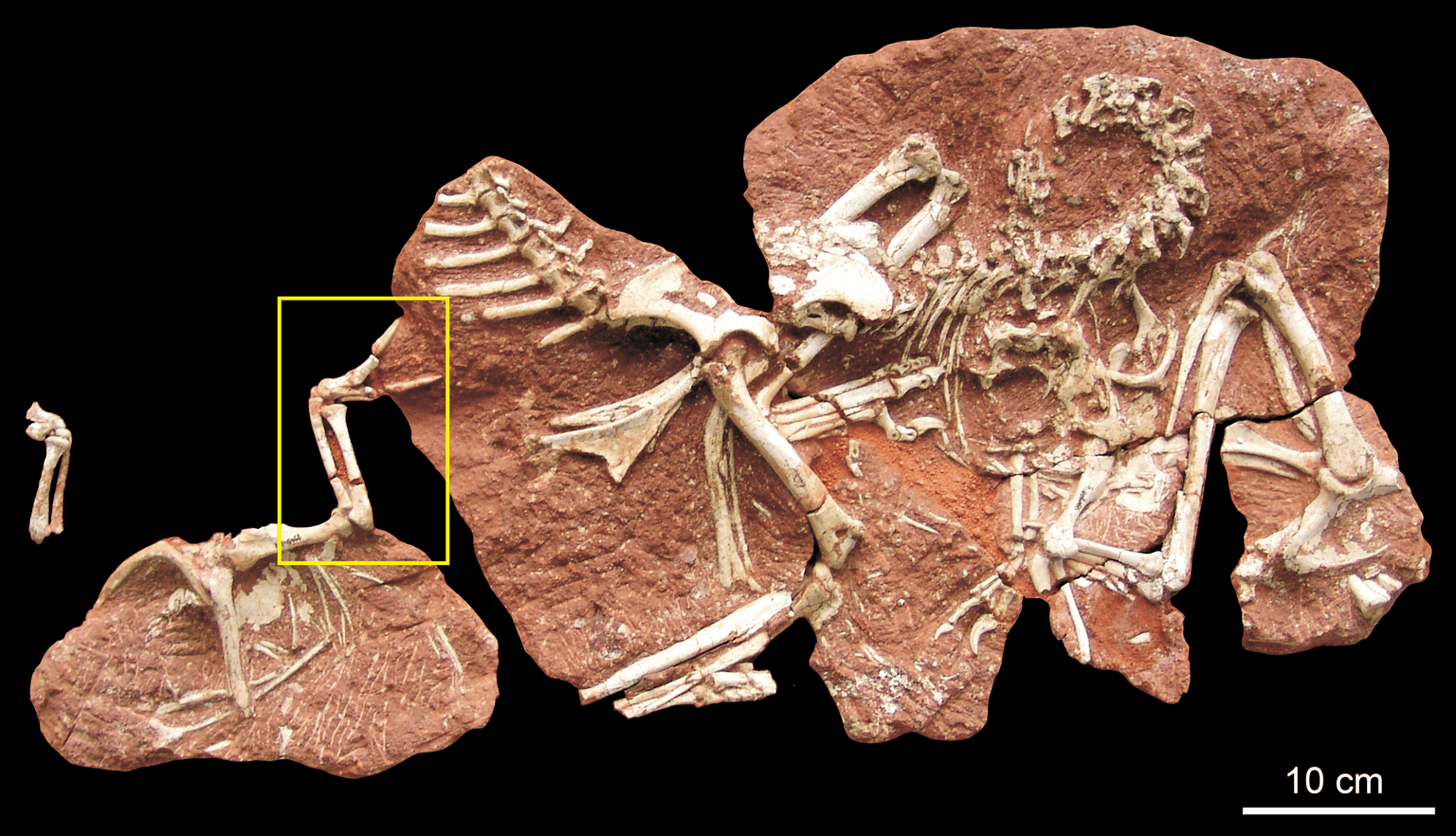 Ajancingenia