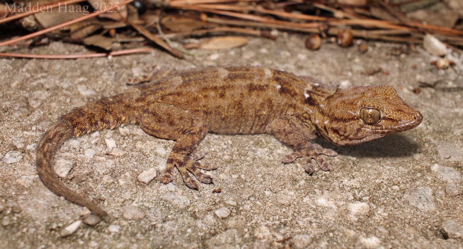 Tarentola annularis