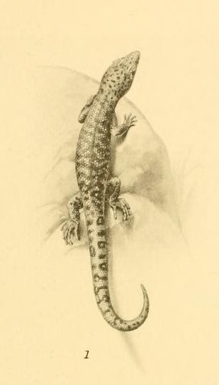 Sphaerodactylus fantasticus