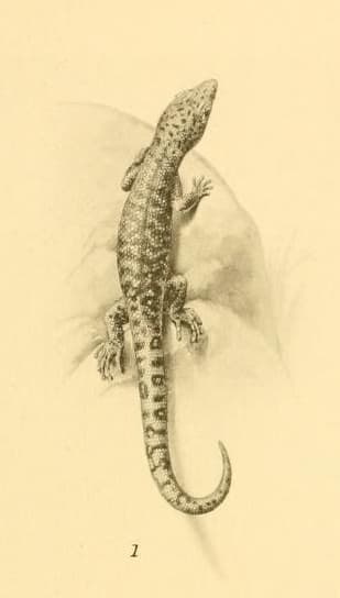 Sphaerodactylus fantasticus