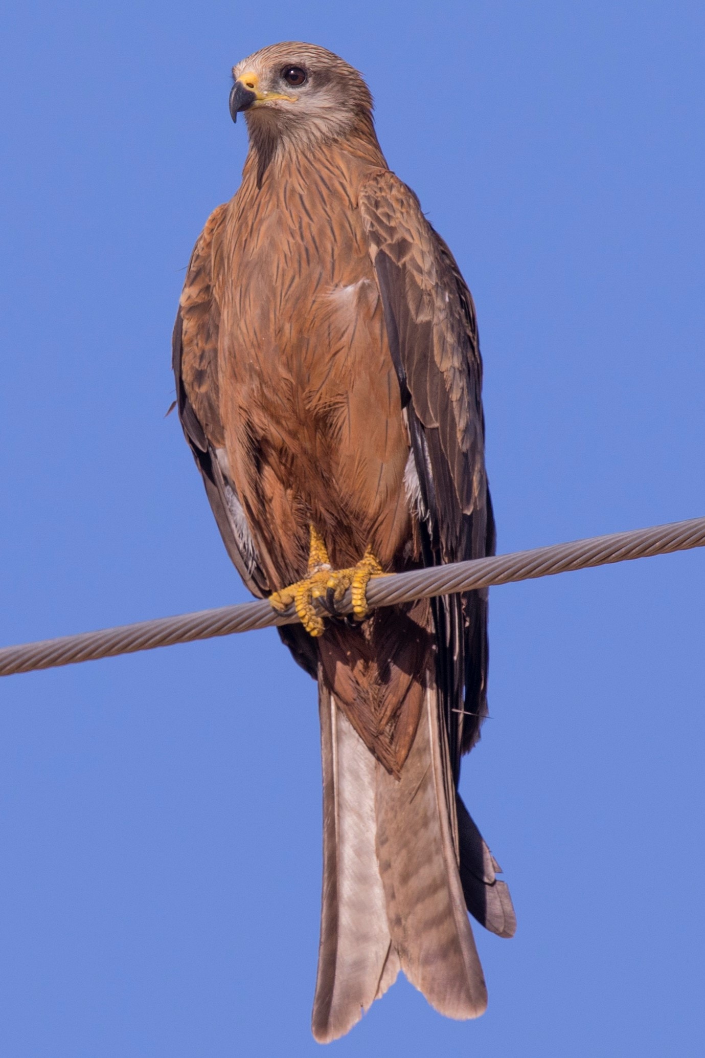 Milvus migrans