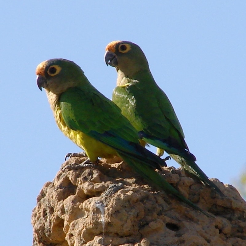 Peach-fronted parakeet