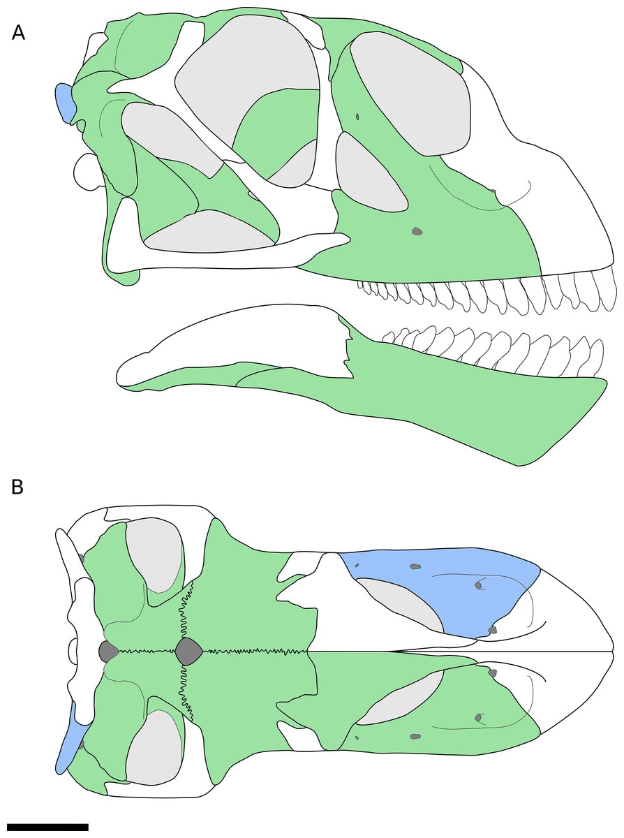 Bellusaurus