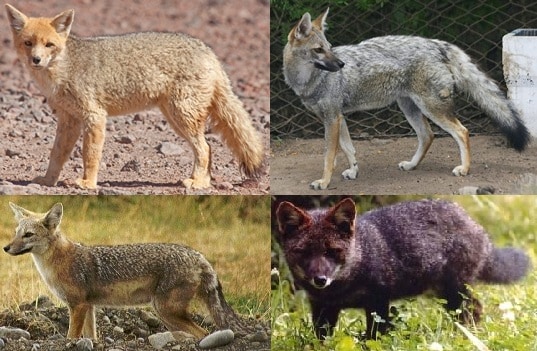 Lycalopex