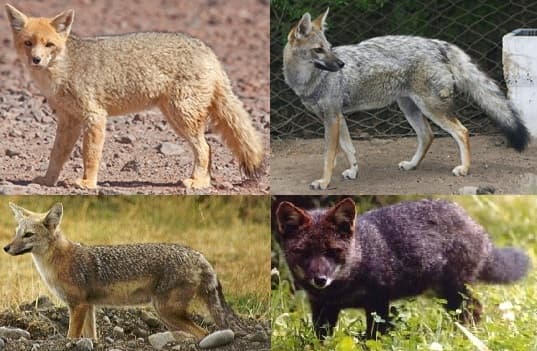 Lycalopex