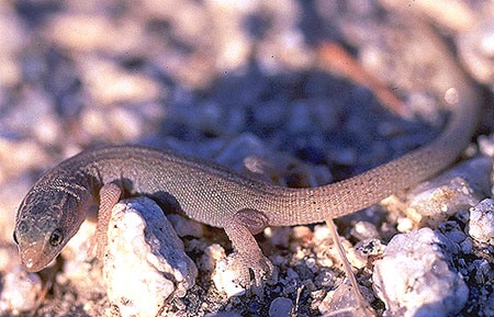 Xantusia vigilis