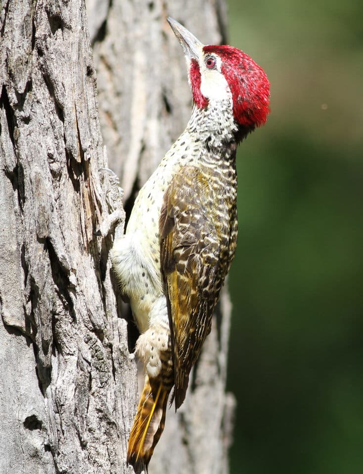 Bennett's woodpecker