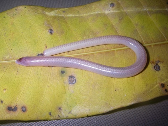 Sirenoscincus mobydick