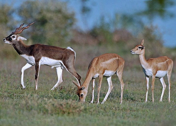 Hisar Deer Park