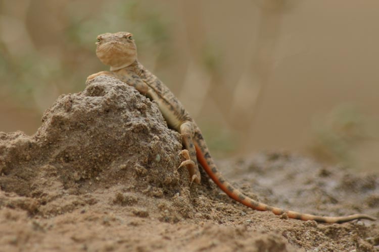 Phrynocephalus maculatus