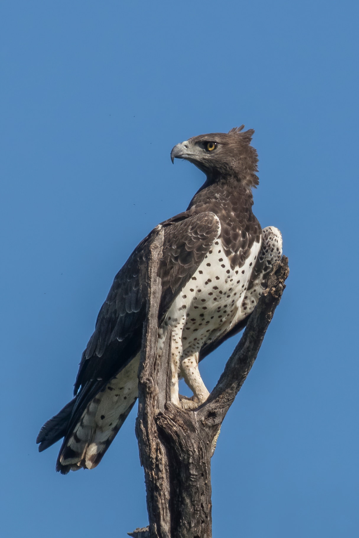 Polemaetus bellicosus