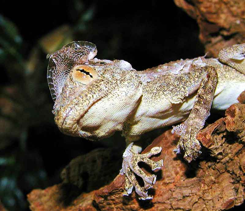 Ptyodactylus hasselquistii