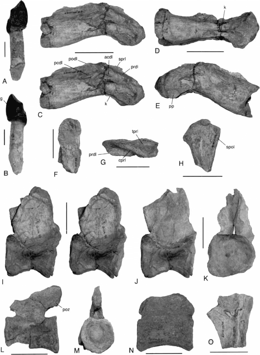 Amygdalodon