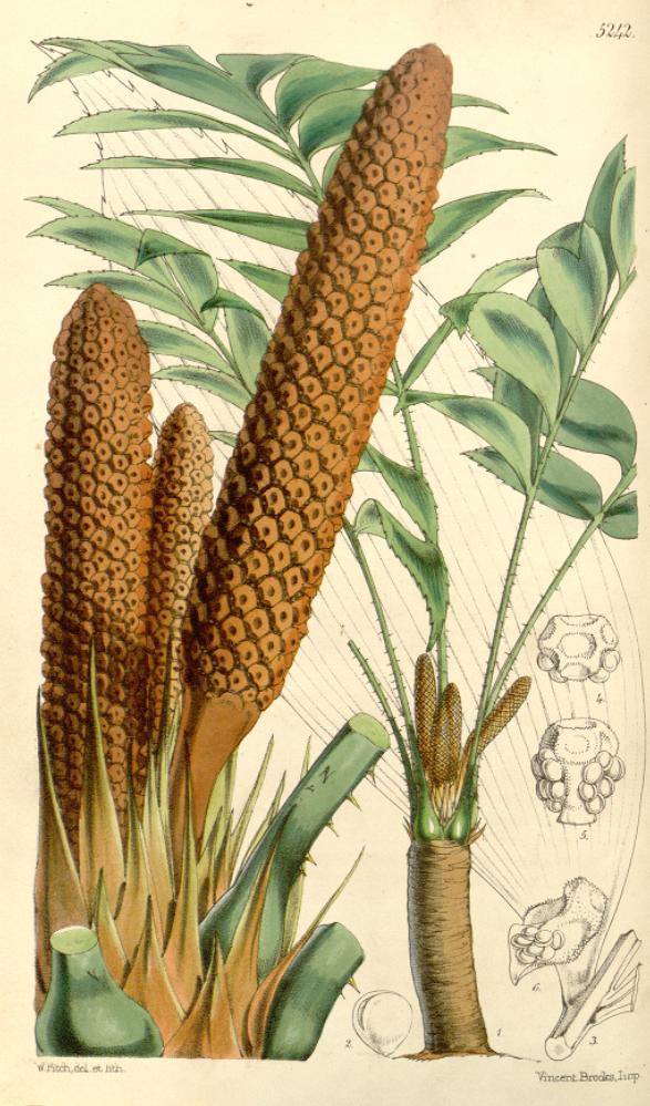 Zamia skinneri