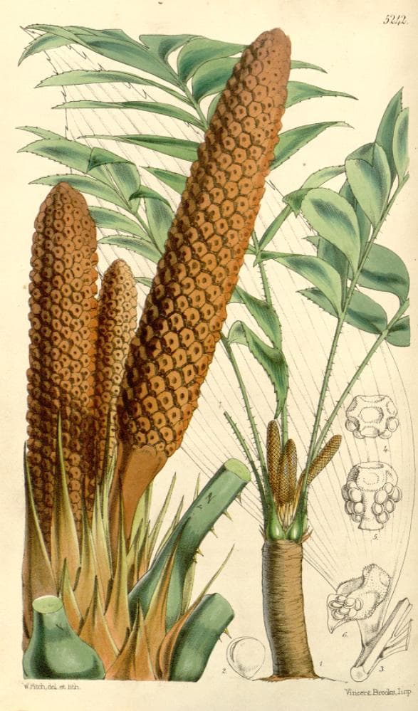 Zamia skinneri