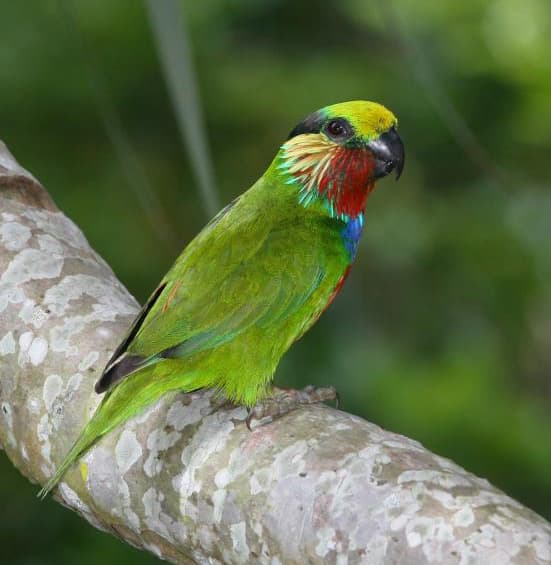 Edwards's fig parrot
