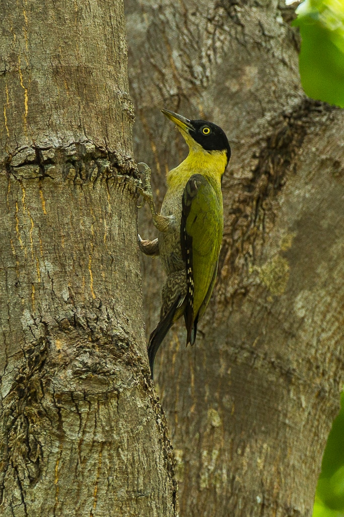 Black-headed woodpecker