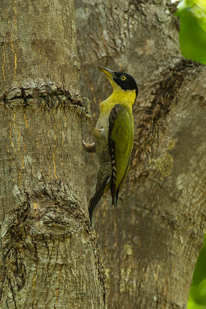 Black-headed woodpecker