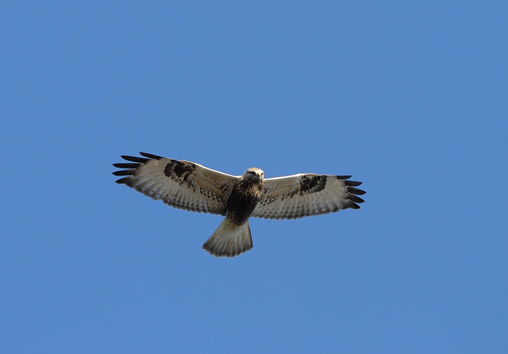 Buteo lagopus
