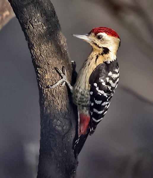 Fulvous-breasted woodpecker