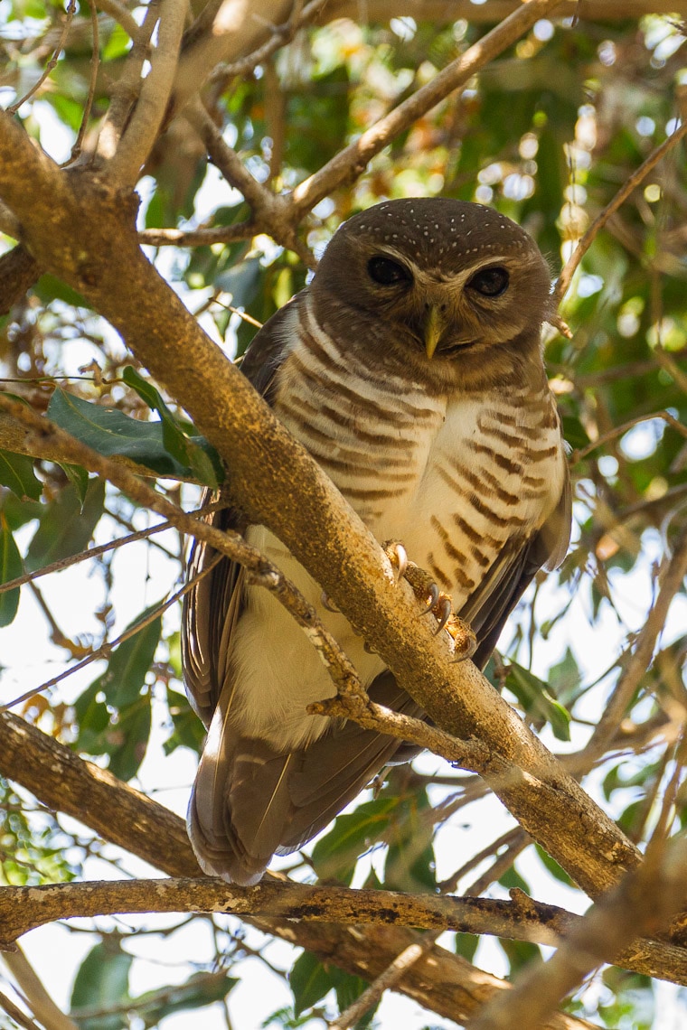 White-browed owl