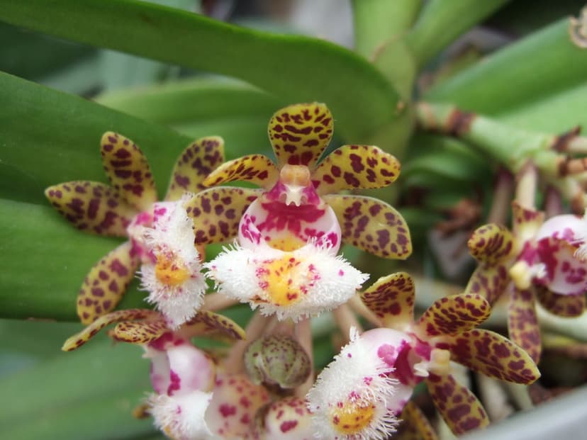 Gastrochilus