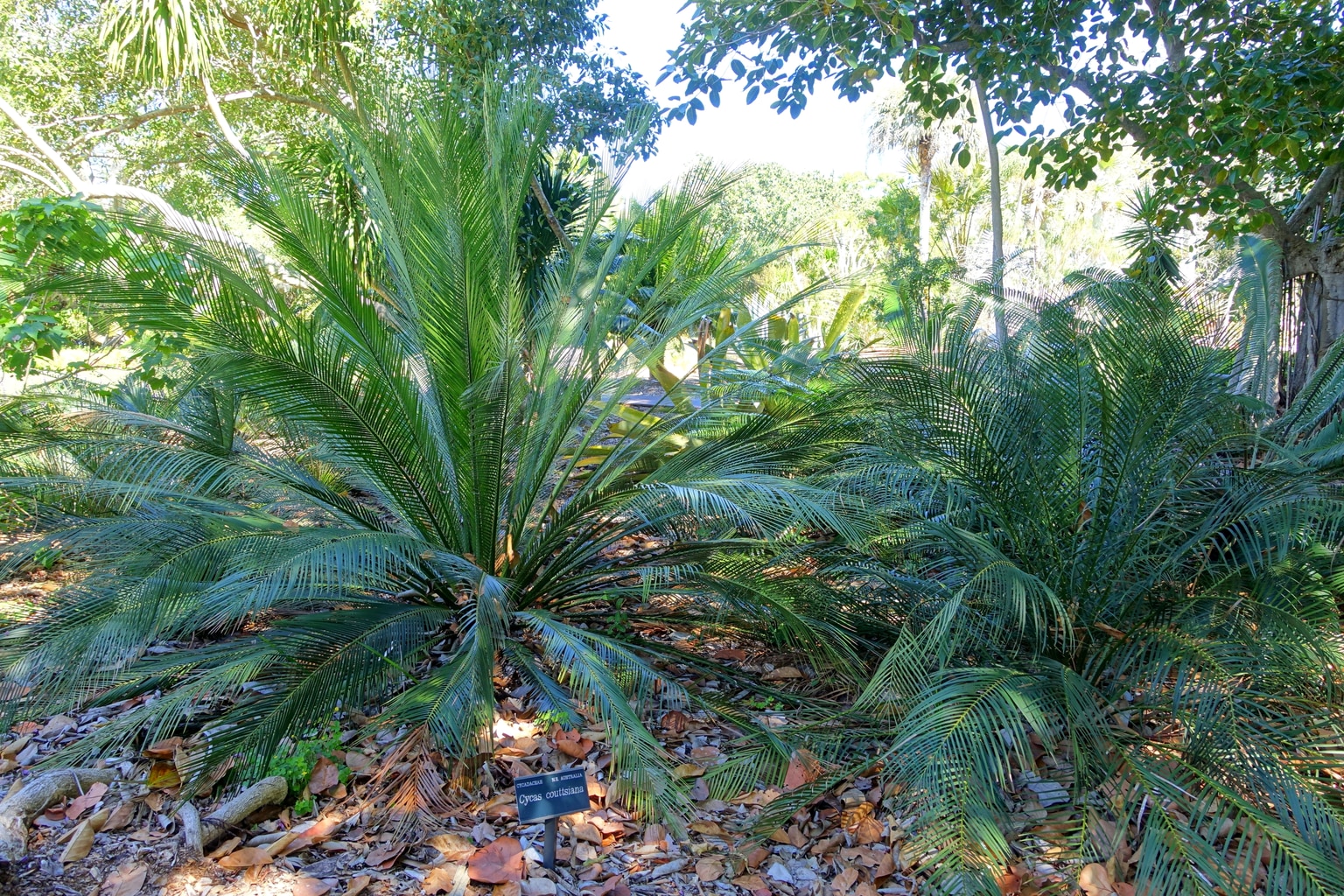 Cycas couttsiana