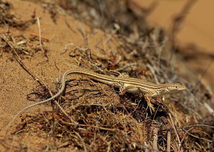 Eremias fasciata