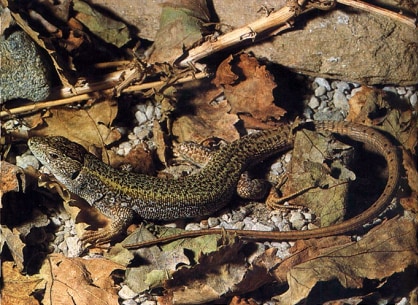 Balkan green lizard