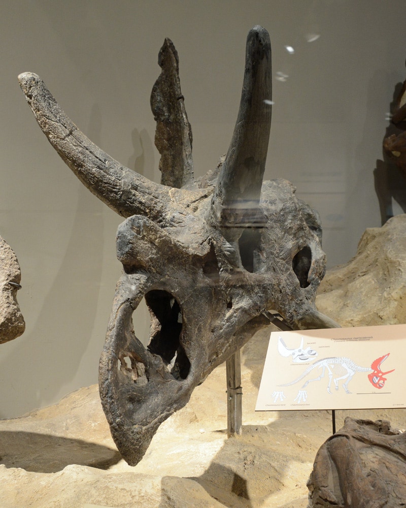 Agujaceratops