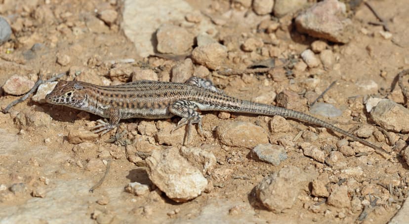 Acanthodactylus boskianus