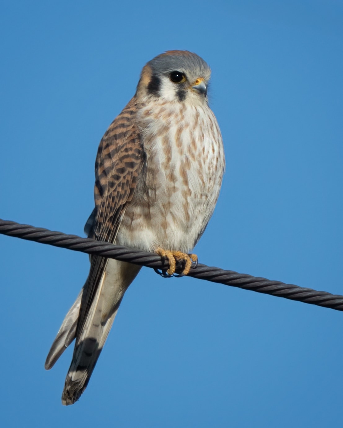 Falco sparverius