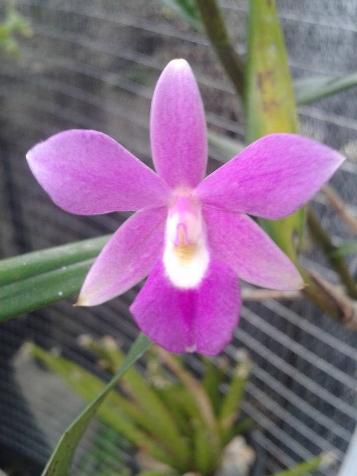 Dimerandra