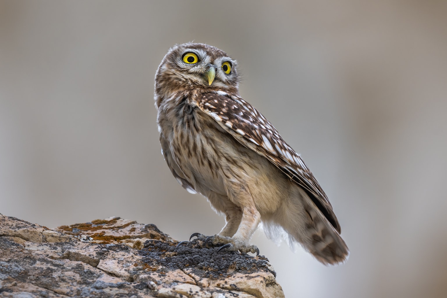 Athene noctua