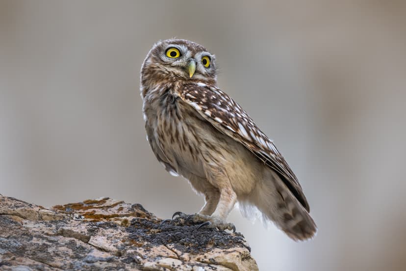 Athene noctua