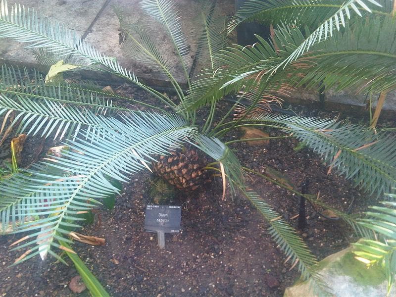 Dioon caputoi