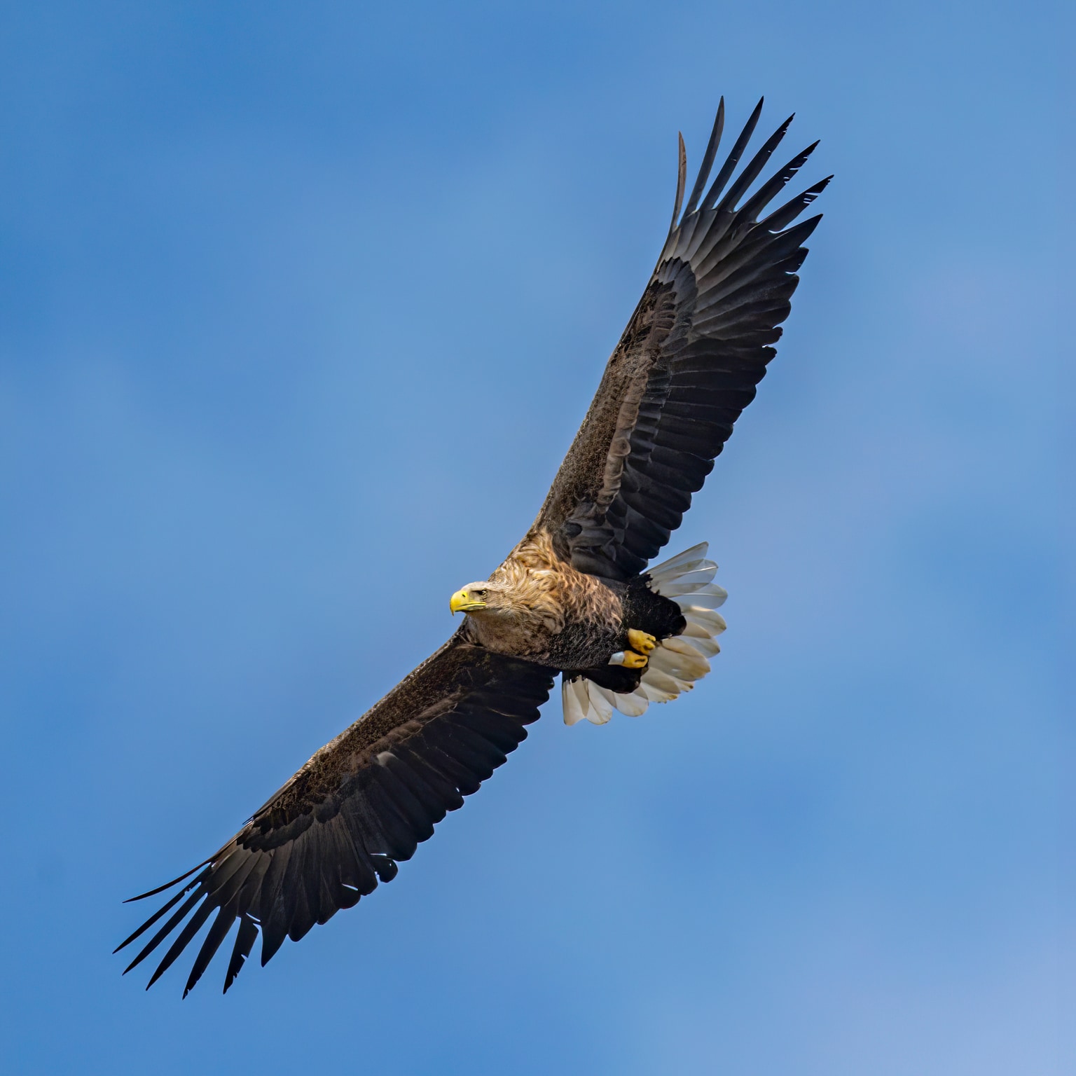 Haliaeetus albicilla
