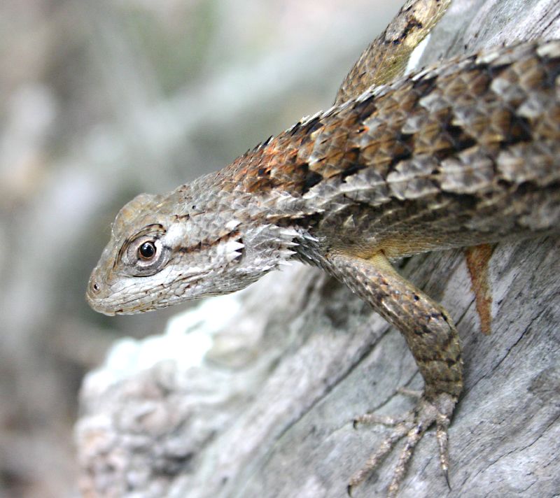 Sceloporus olivaceus