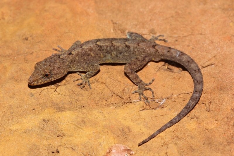 Limaye's day gecko