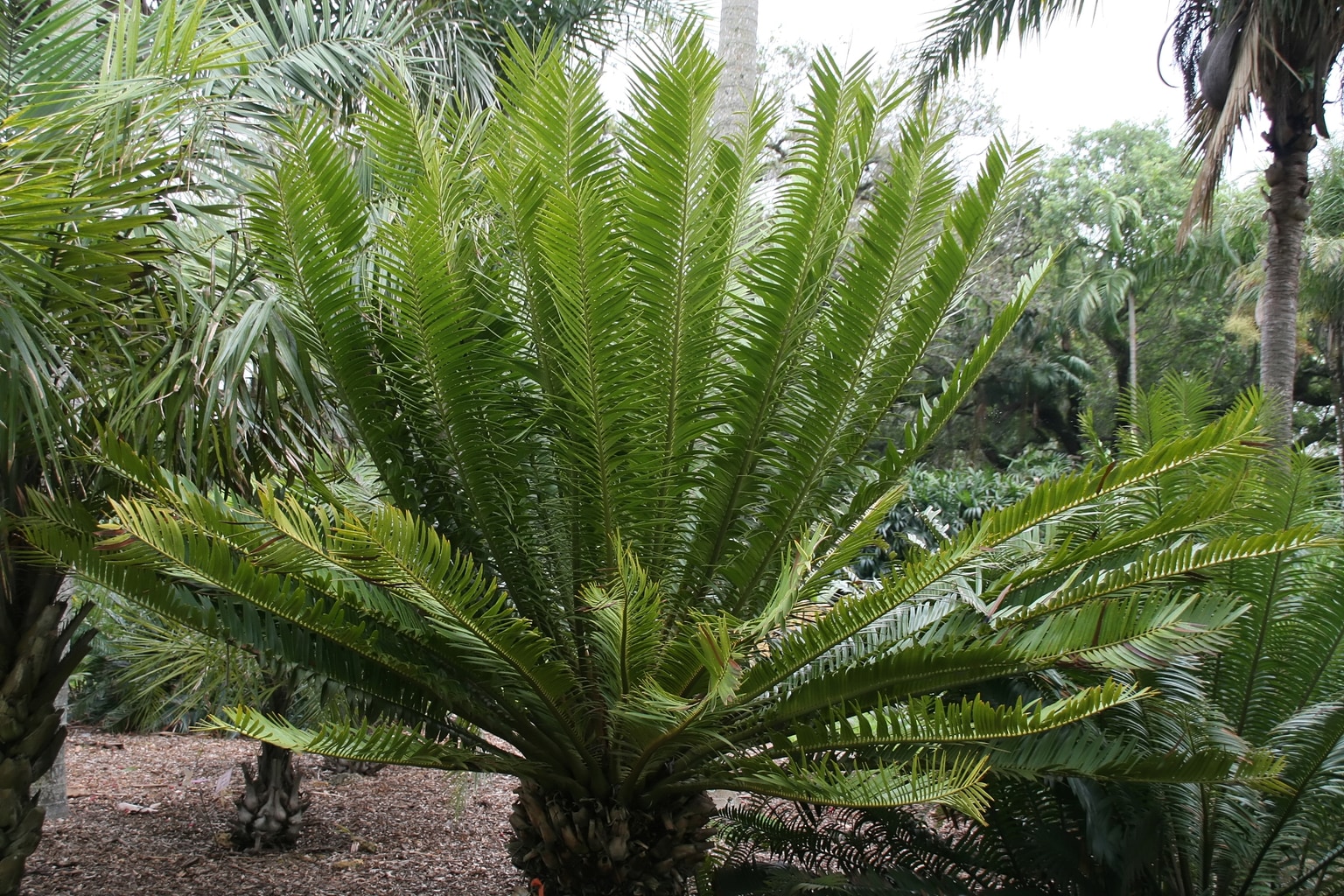 Encephalartos tegulaneus