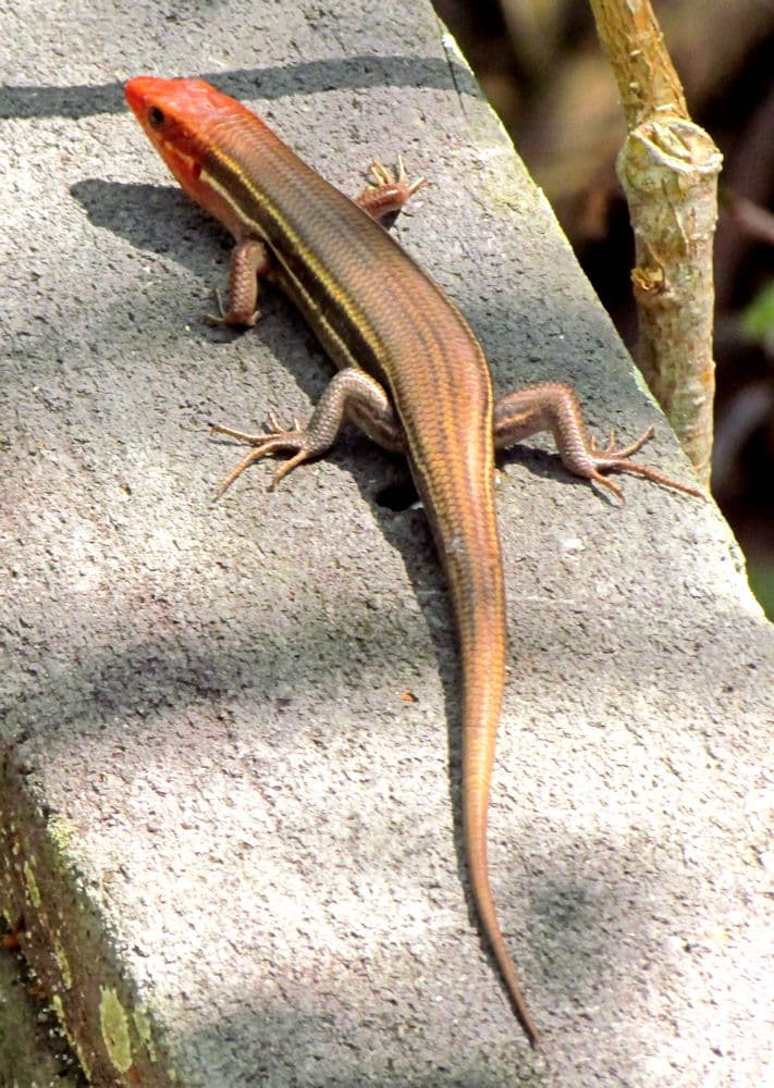 Southeastern five-lined skink