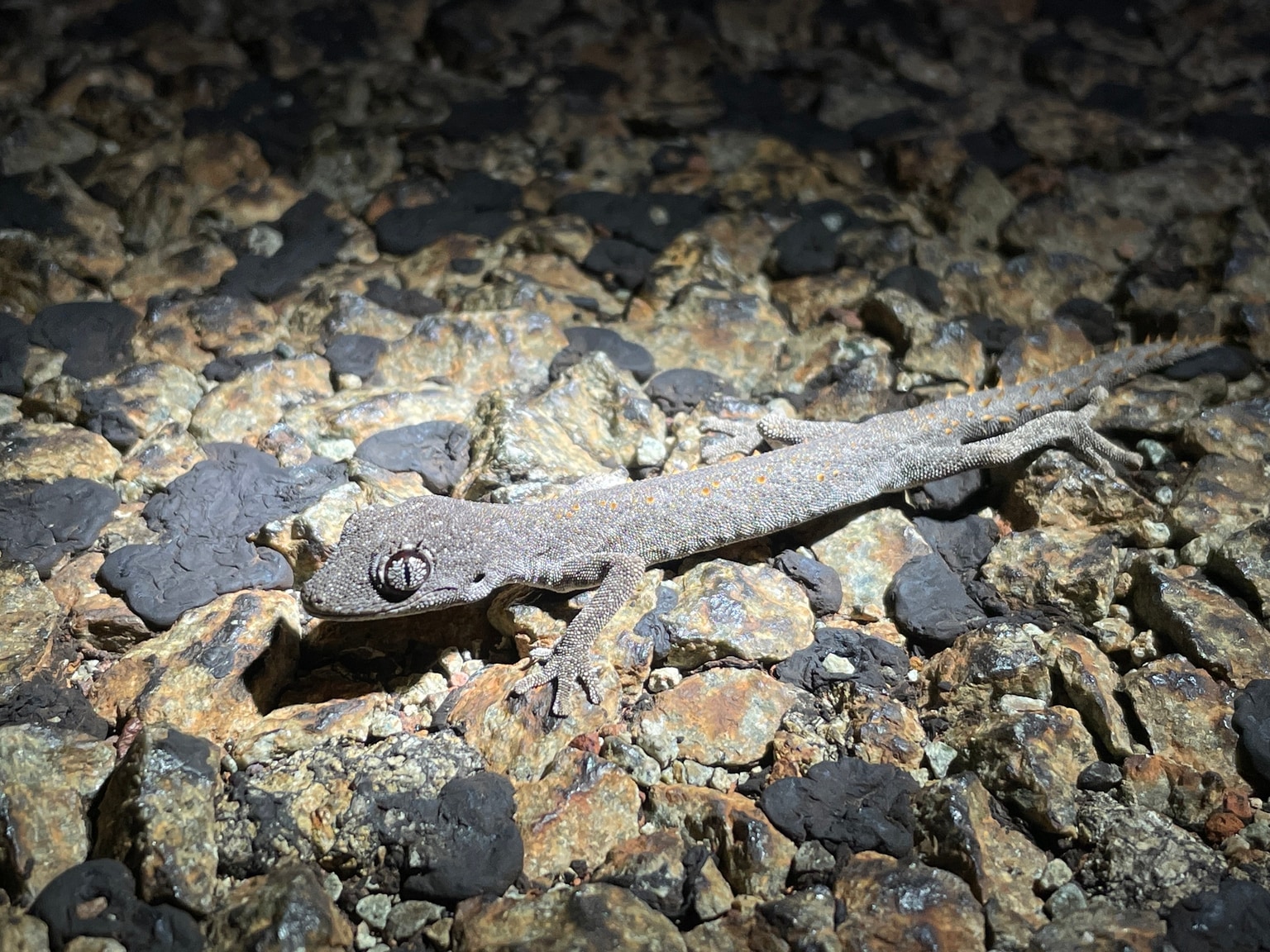 Diplodactylus wellingtonae