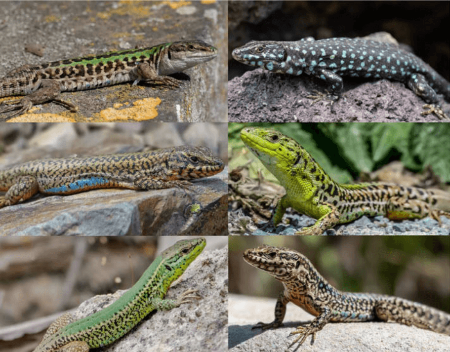 Podarcis