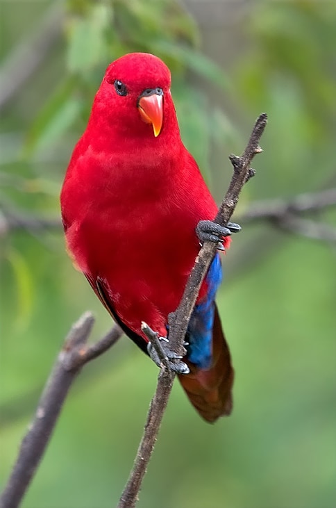 Red lory
