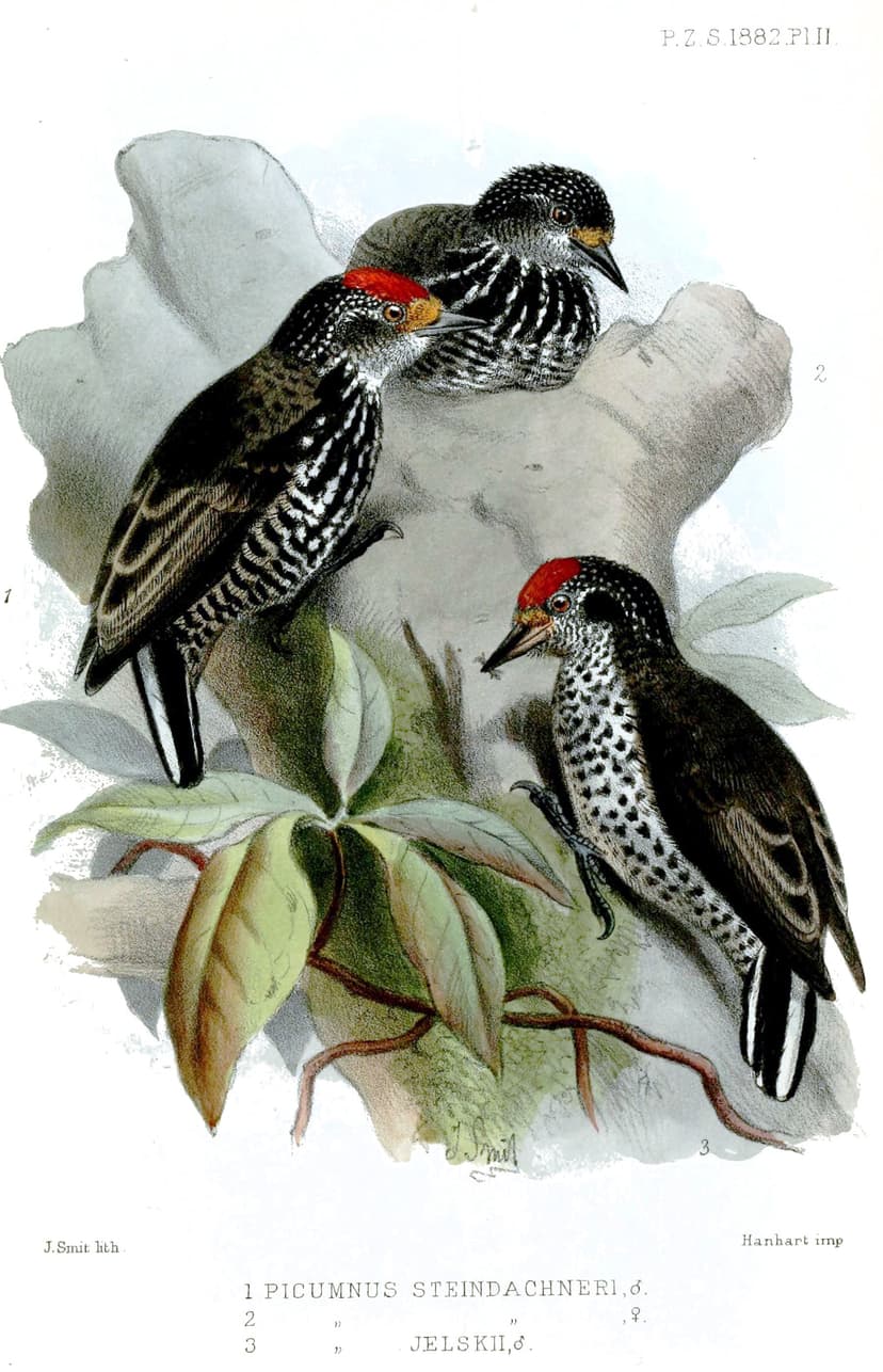 Ocellated piculet