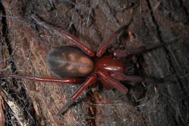 Amaurobiidae