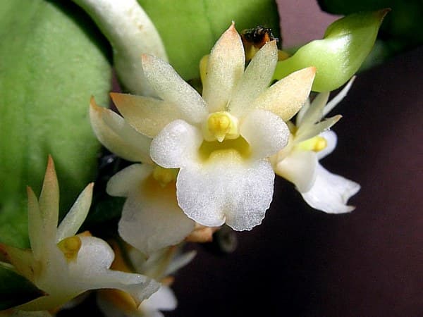 Calyptrochilum